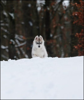 Winter Melody