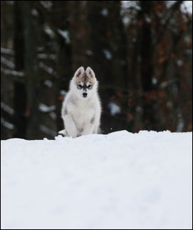 Winter Melody