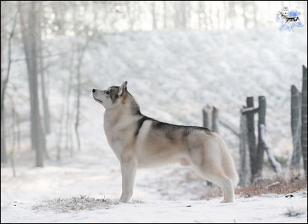 Winter Melody