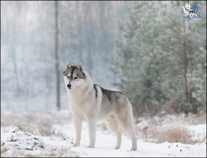 Winter Melody