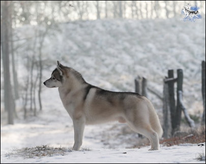 Winter Melody