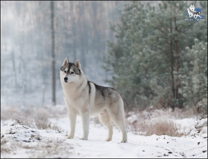 Winter Melody