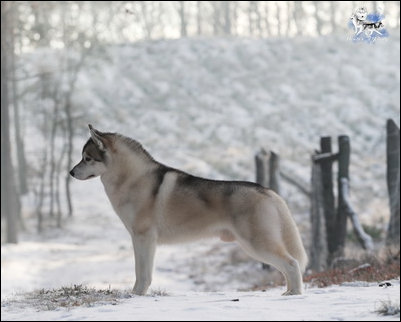 Winter Melody