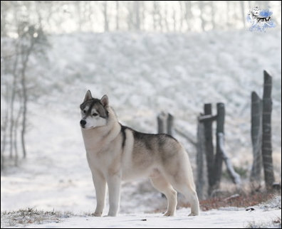 Winter Melody